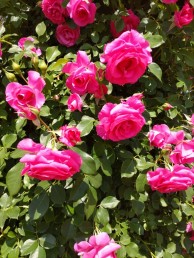 DSC_0567-e1684315099815